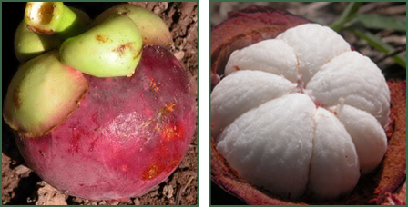 Mangosteen