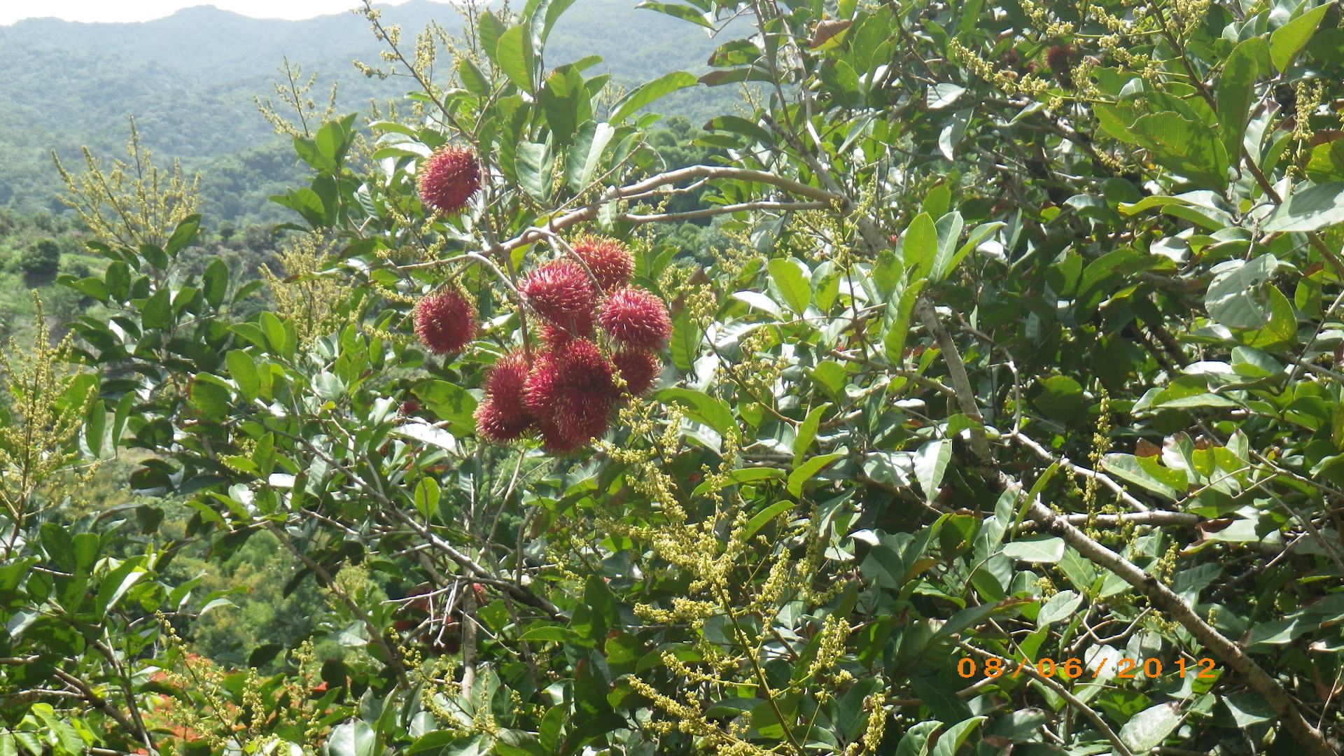 Panorama of rambutan fields