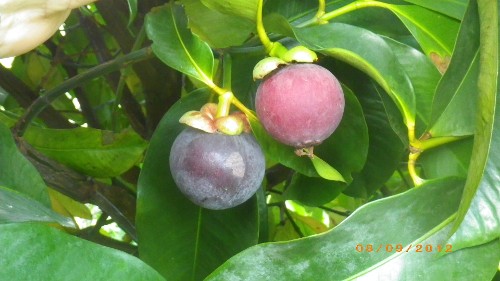 pair of mangosteens