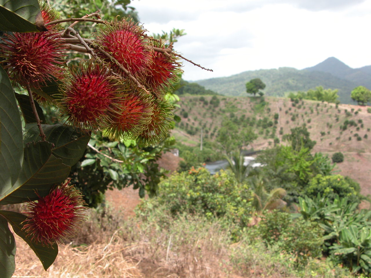 Rambutan tree