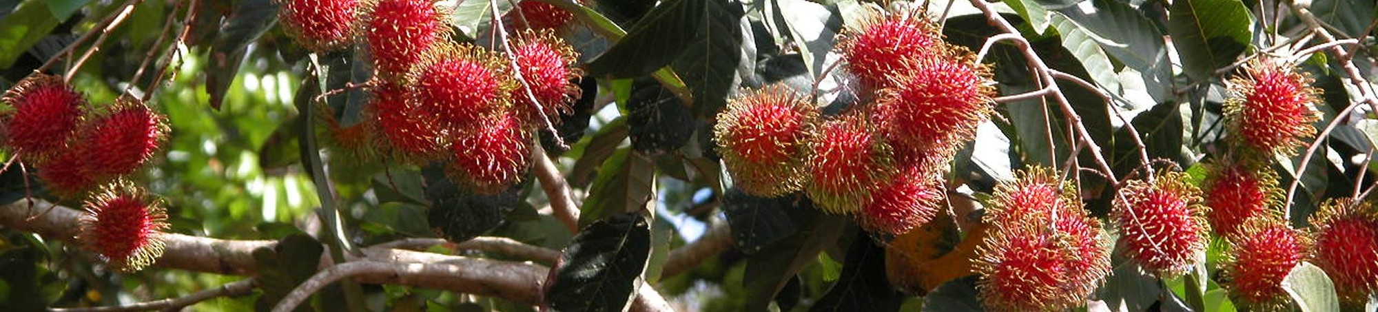 RAMBUTAN READY TO PICK